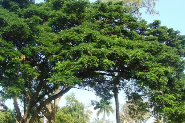Acacia_tree02